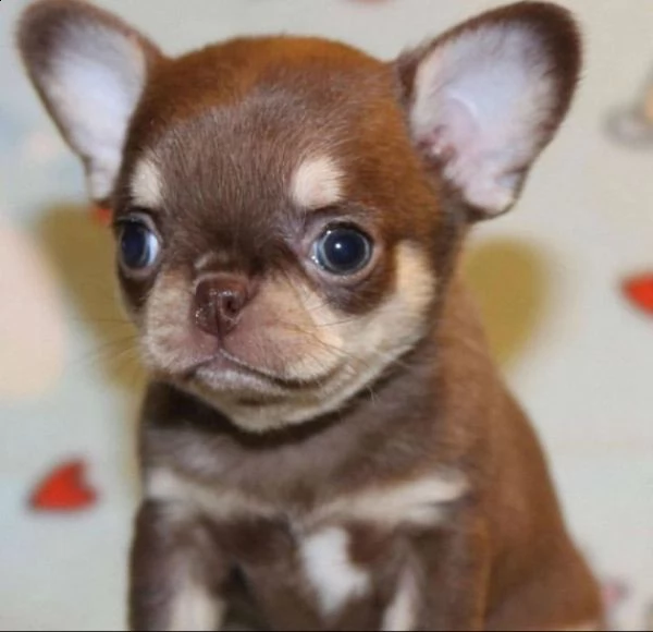 chihuahua 