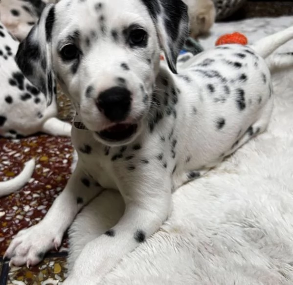 dalmata  | Foto 0