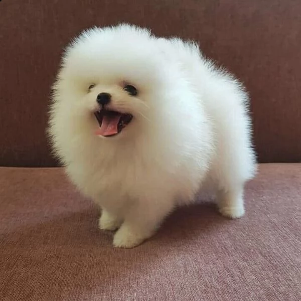 simpatici e adorabili pomeranin (+393509706299)