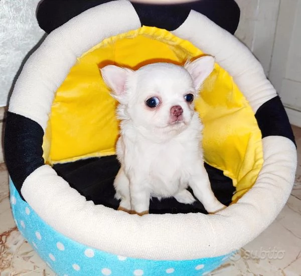 cucciola di chihuahua