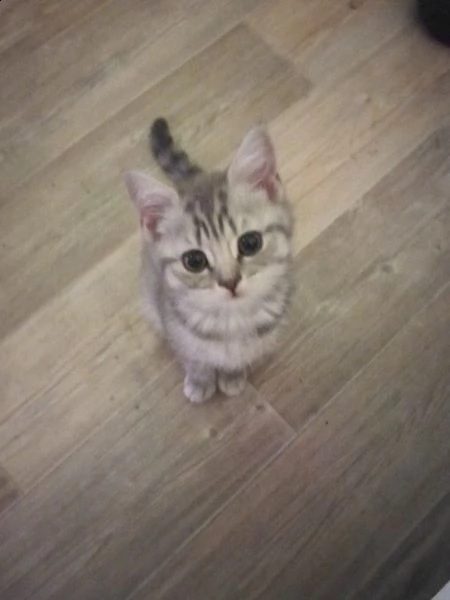 british short hair | Foto 0