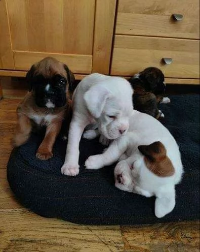 simpatici cuccioli di boxe pronti ad uscire in una nuova casa