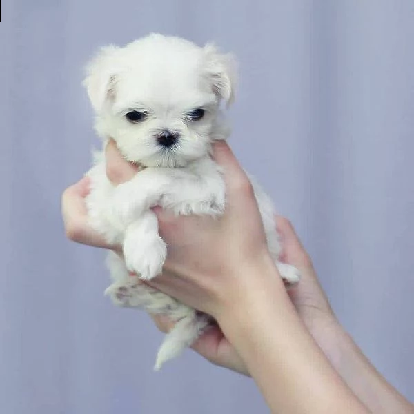 maltese toy cuccioli!!! | Foto 0