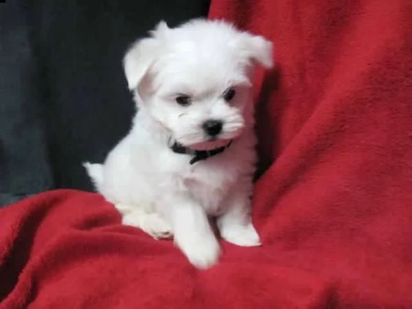 regalo  maltese mini toy