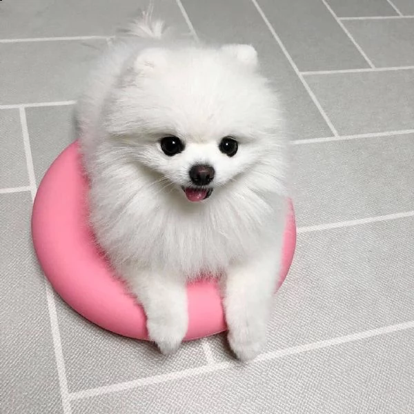 femmina di piccolo spitz | Foto 2