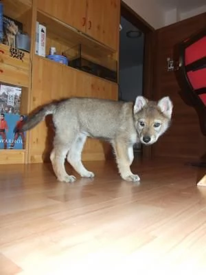 cuccioli di cane lupo cecoslovacco