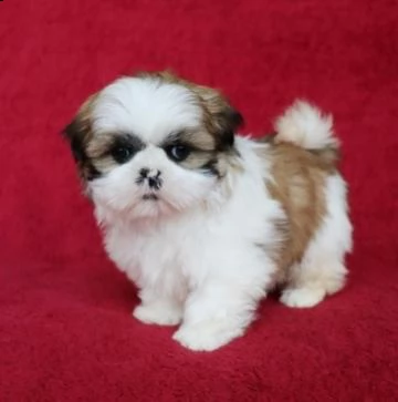 cuccioli di shitzu (maschio e femmina) | Foto 0