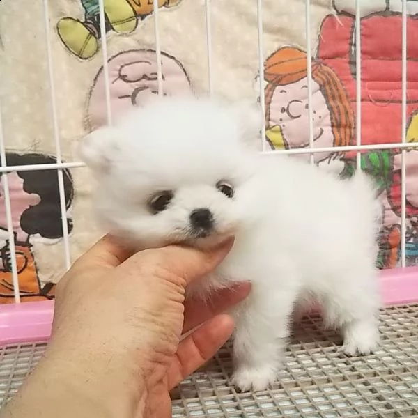 vendo cuccioli di pomerania. | Foto 0