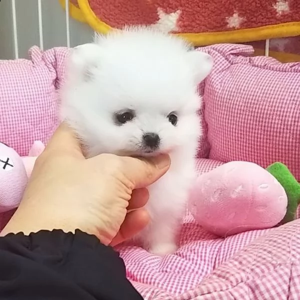 vendo cuccioli di pomerania.
