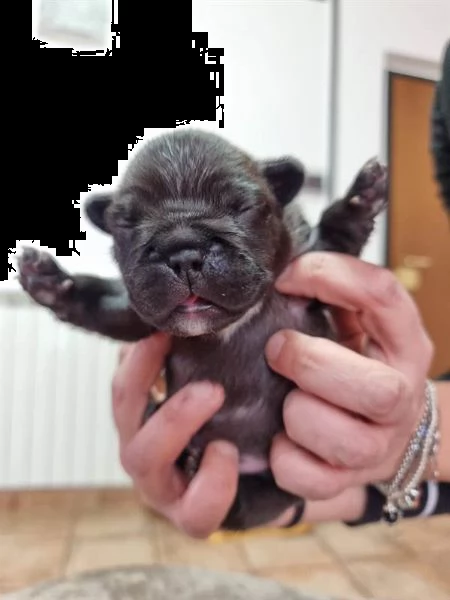 6 splendidi cuccioli di bouledogue francese | Foto 1