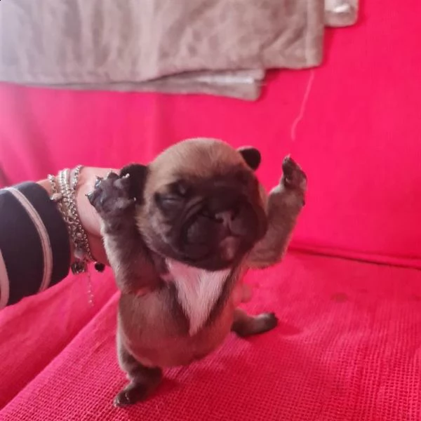 6 splendidi cuccioli di bouledogue francese | Foto 0