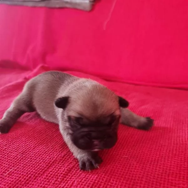 6 splendidi cuccioli di bouledogue francese