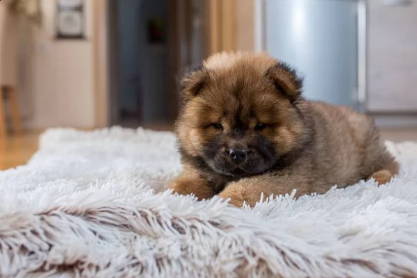 carino chow chow disponibile per il reinserimento.