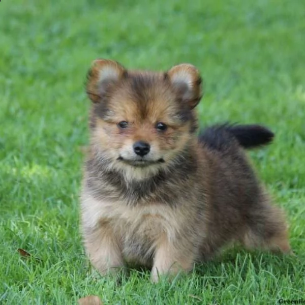 adorabile cucciolo di yorkshire regalo