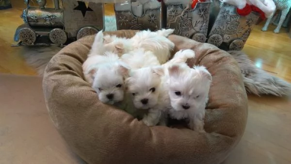 maltesi cuccioli con pedigree | Foto 5