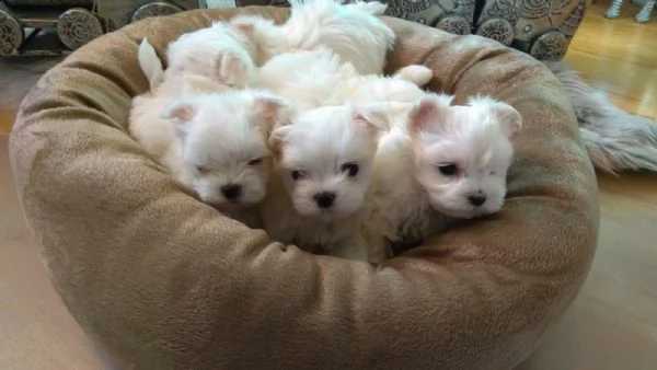 maltesi cuccioli con pedigree | Foto 3