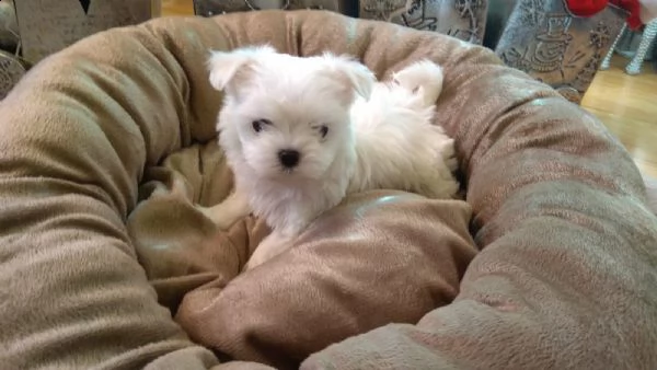 maltesi cuccioli con pedigree | Foto 2