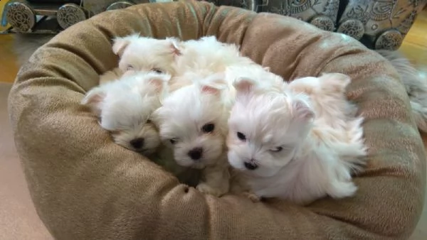 maltesi cuccioli con pedigree