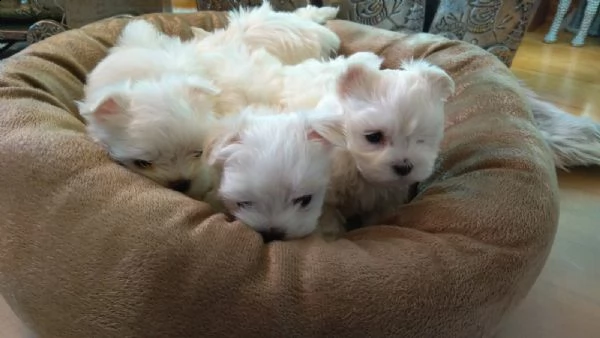 maltesi cuccioli con pedigree | Foto 0
