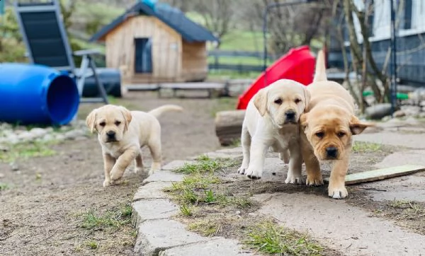 cuccioli labrador cioccolato con pedigree | Foto 2