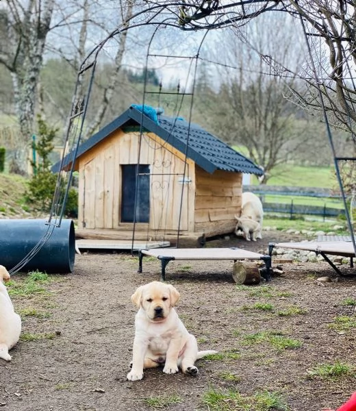 cuccioli labrador cioccolato con pedigree | Foto 1