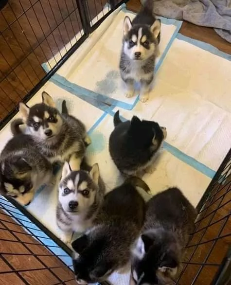 adorabili husky pronti a uscire come regalo per una nuova casa