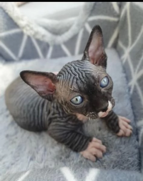 gattini sphynx disponibili ora
