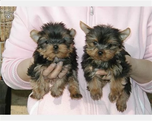 yorkshire toy cuccioli- pagamento rateizzabile