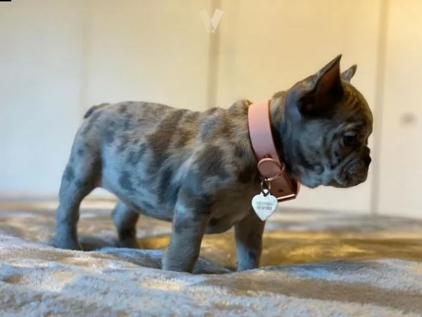 bulldog francese di razza pura