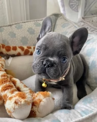 splendidi cuccioli di bulldog francese