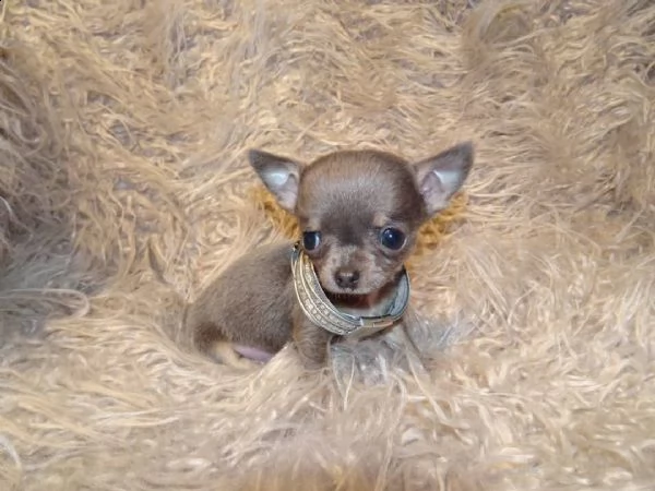 cuccioli di chihuahua