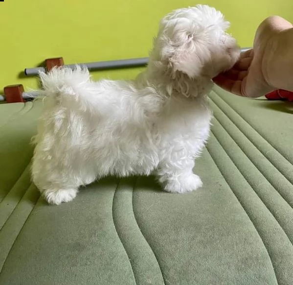 amabile maltese | Foto 0