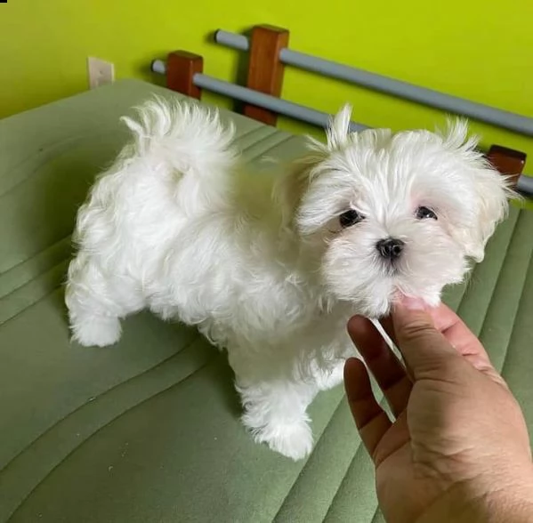 amabile maltese