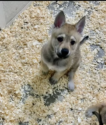 cuccioli di lupo cecoslovacco