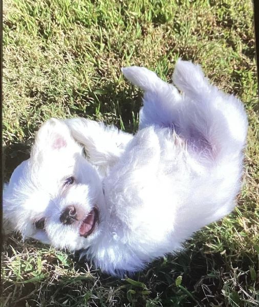 maltese mini toy! | Foto 0