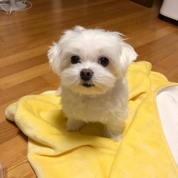 cuccioli di razza maltese toy! | Foto 0