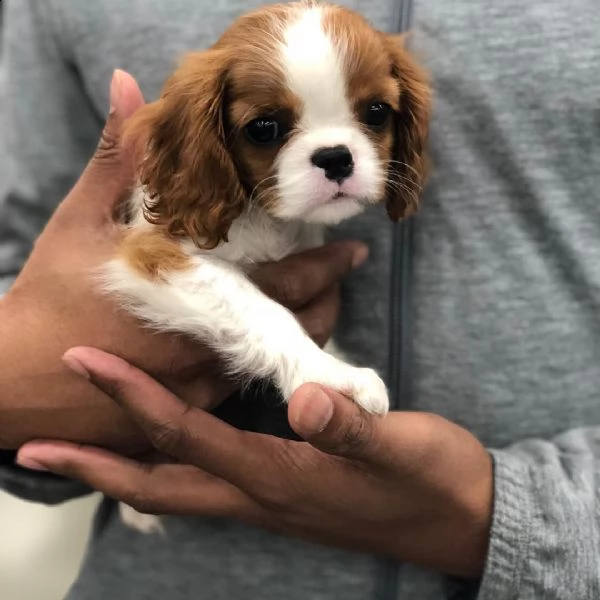 fantastico regalo di san valentino per la persona amata