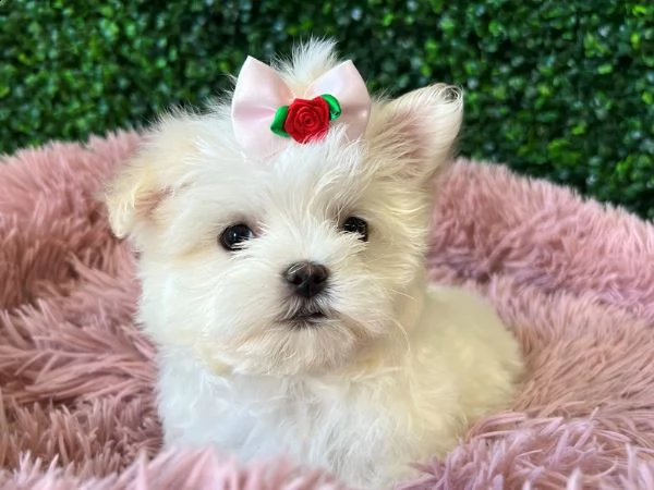 bel piccolo maltes! | Foto 0