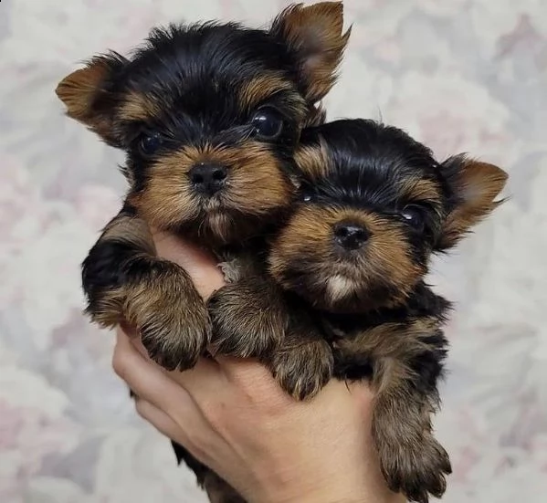dai un'occhiata ai nostri cuccioli di yorkshiree! | Foto 0