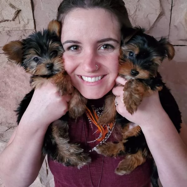 dai un'occhiata ai nostri cuccioli di yorkshiree!