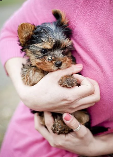 bellissimo cucciolo di yorkshire di 14 settimane