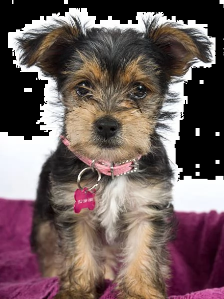 bellissimo cucciolo di yorkshire di 14 settimane | Foto 1