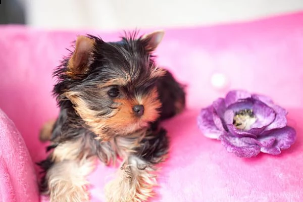 bellissimo cucciolo di yorkshire di 14 settimane | Foto 0