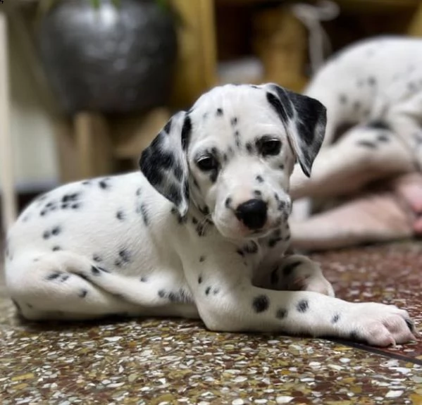 dalmata 