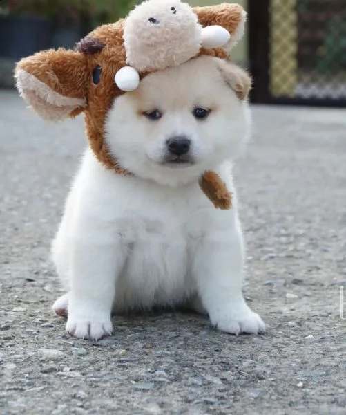 shiba inu 