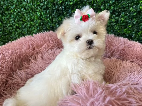 splendida simil maltese- bella | Foto 0