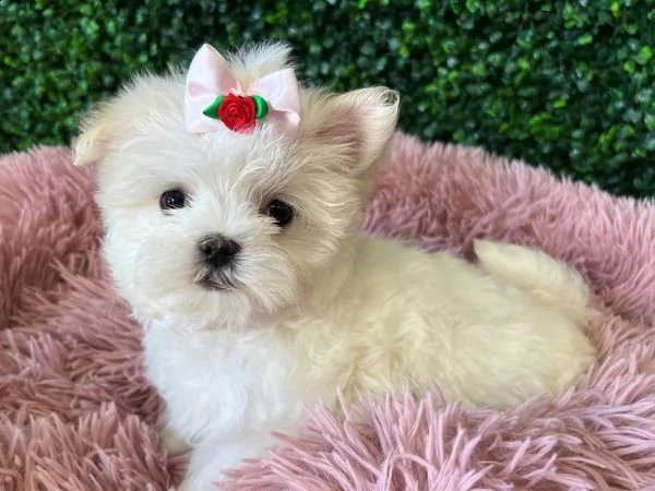 splendida simil maltese- bella