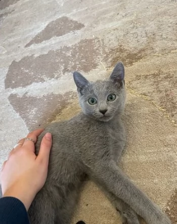 due gattini di blue di russia | Foto 0