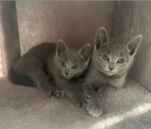 due gattini di blue di russia