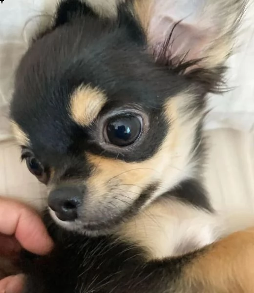 chihuahua 
